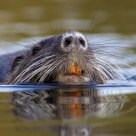Nutria swimming